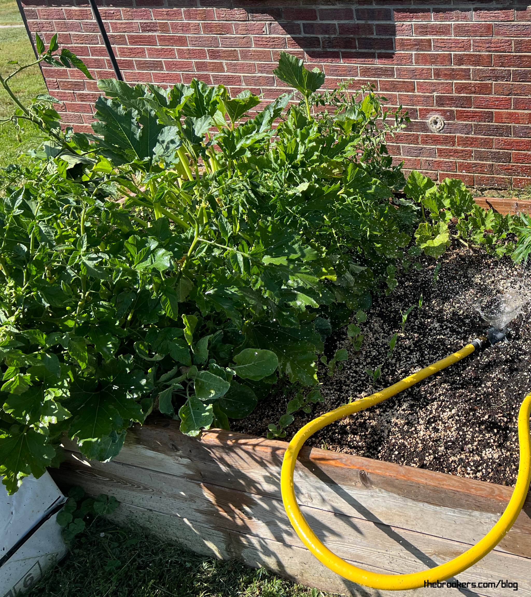 A happy garden