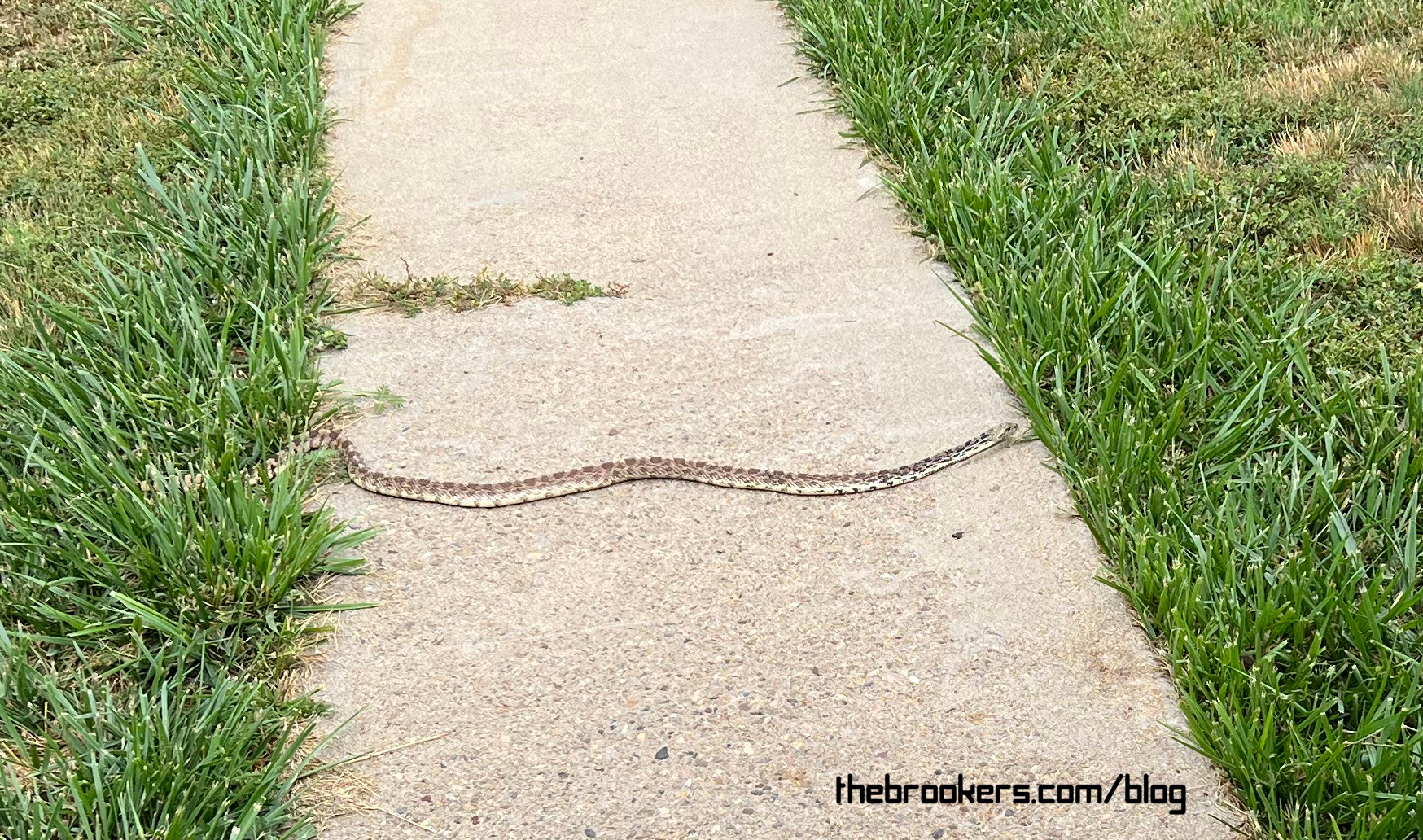SNAKE!!!