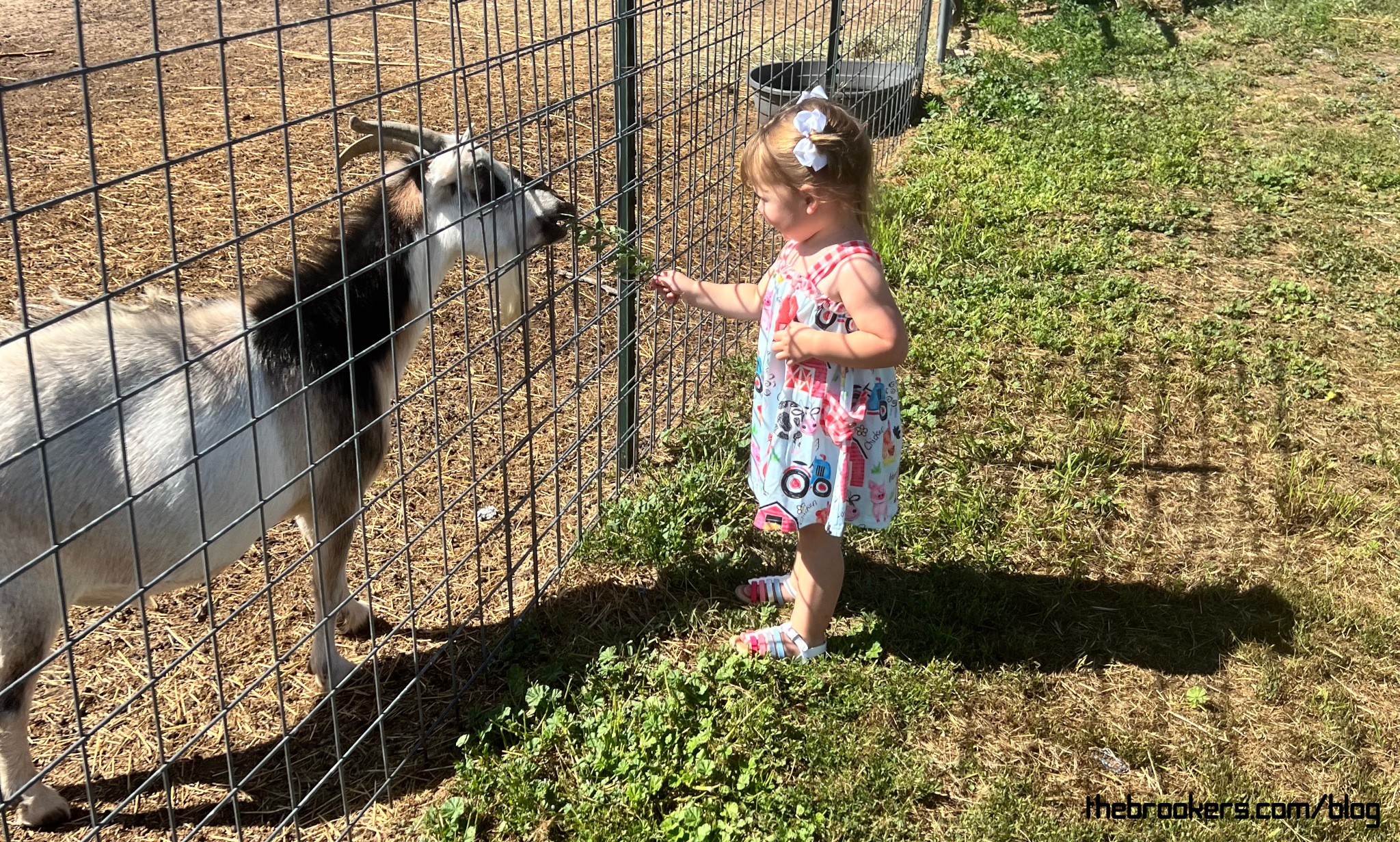Feeding the goats