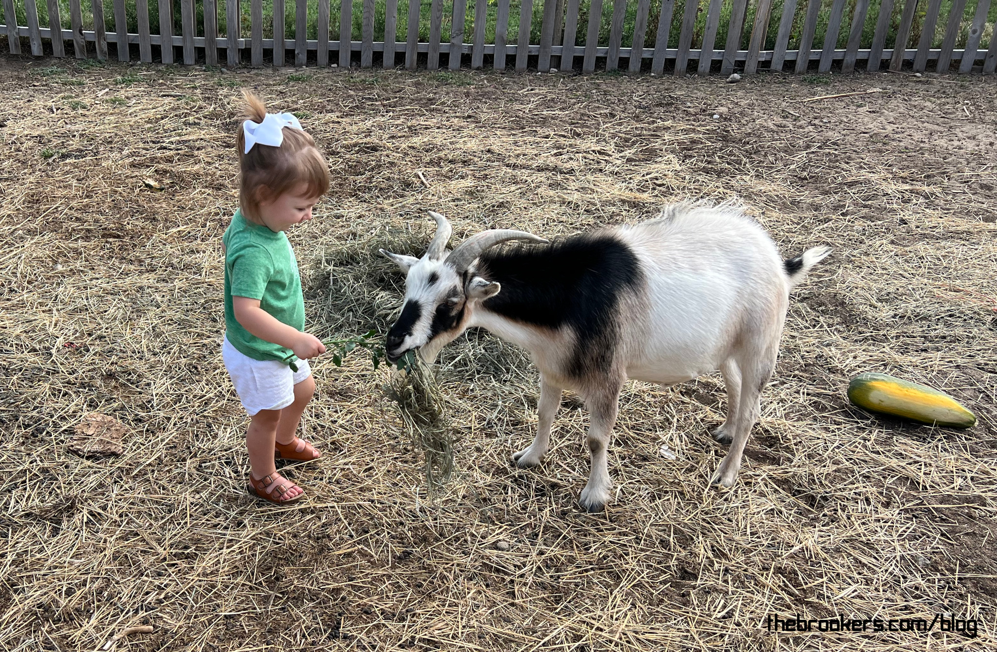 Feeding the goats