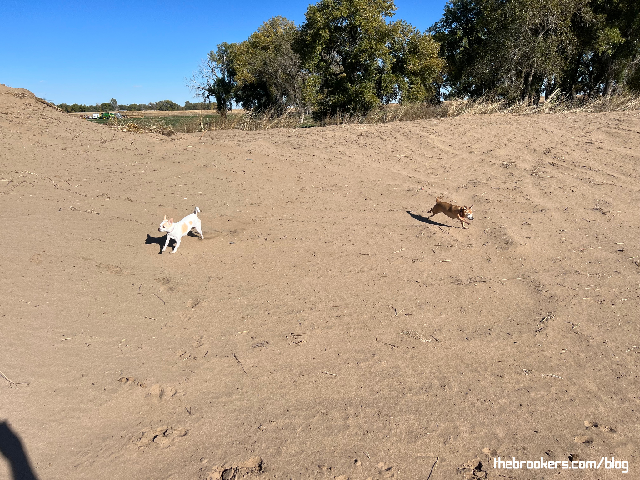 Dogs at the beach