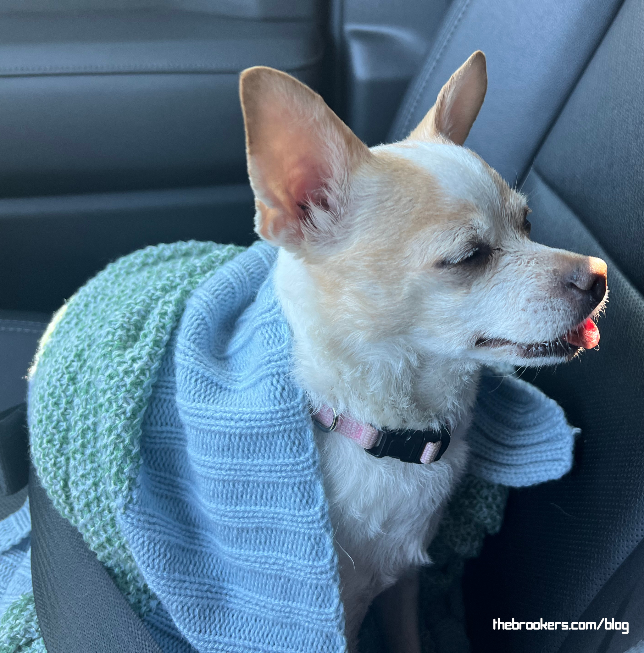 Stella post surgery