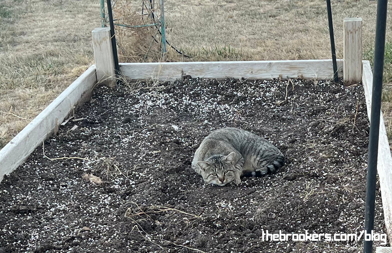 Camo Kitty