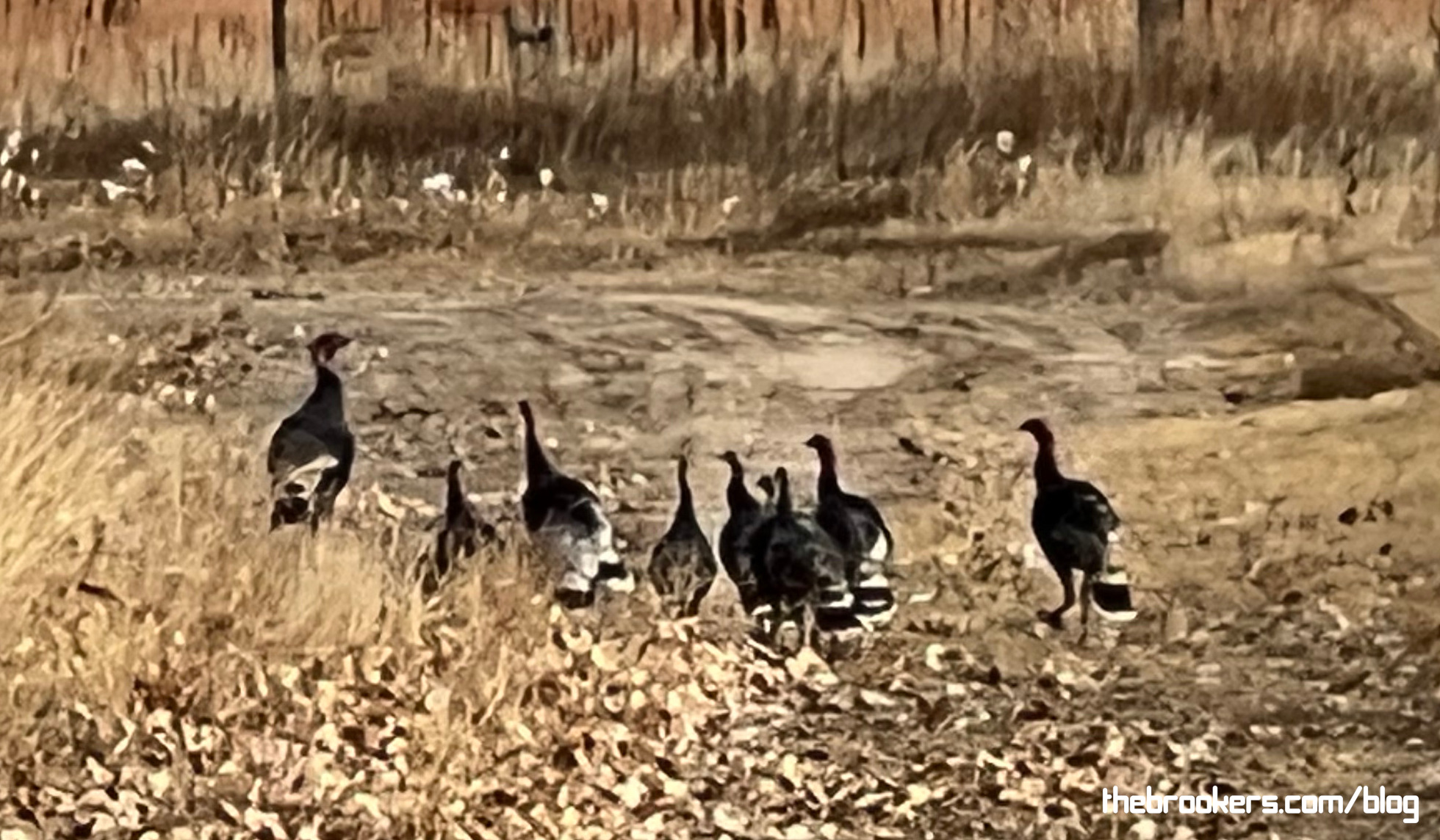 Turkey Time!