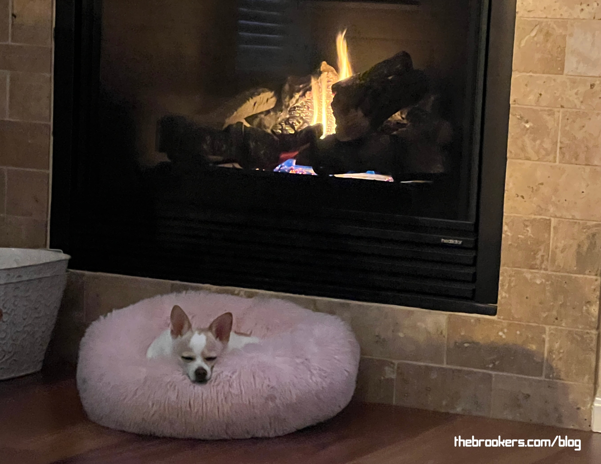 Stella is feeling at home.