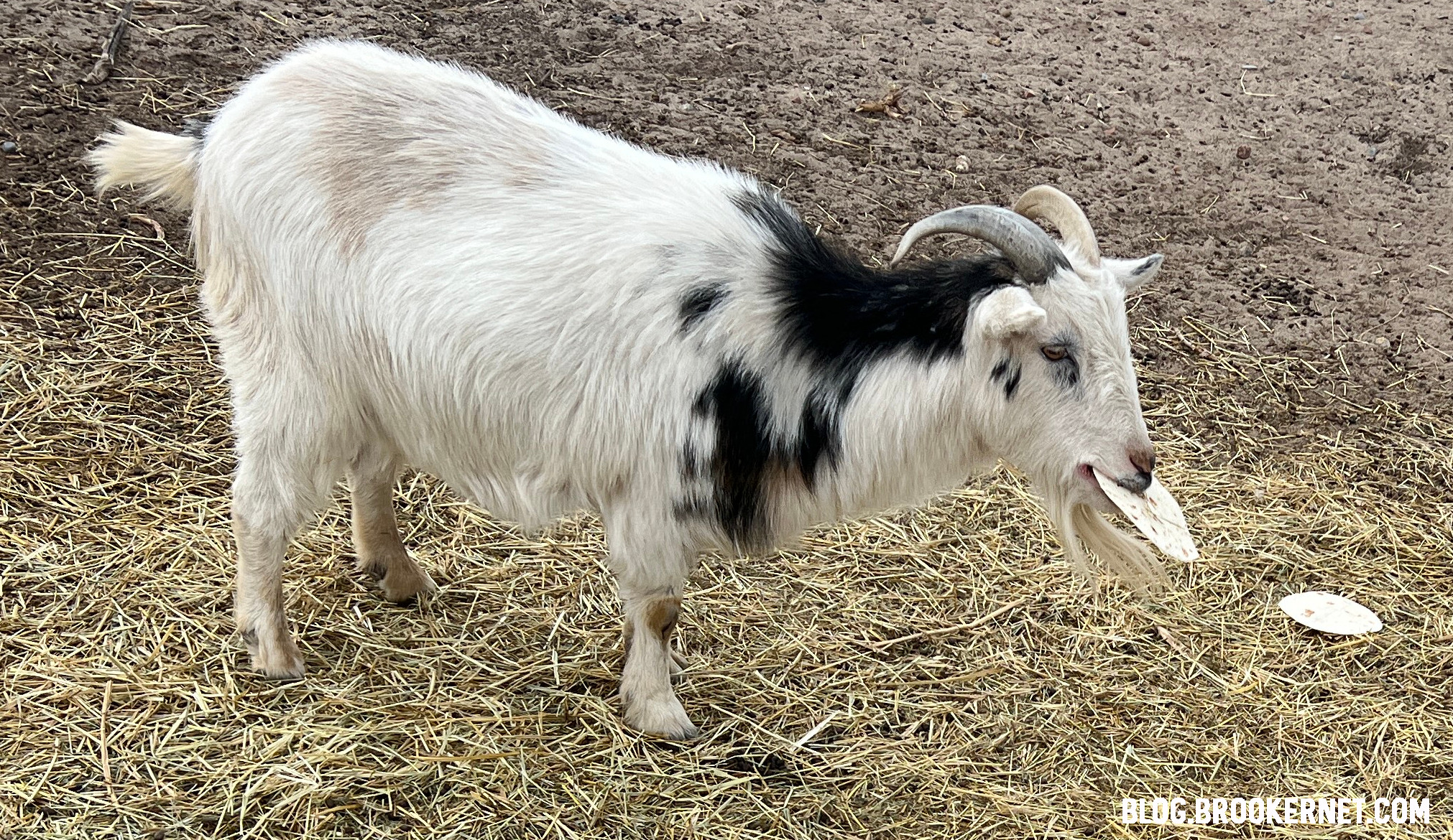 Goats with tortillas