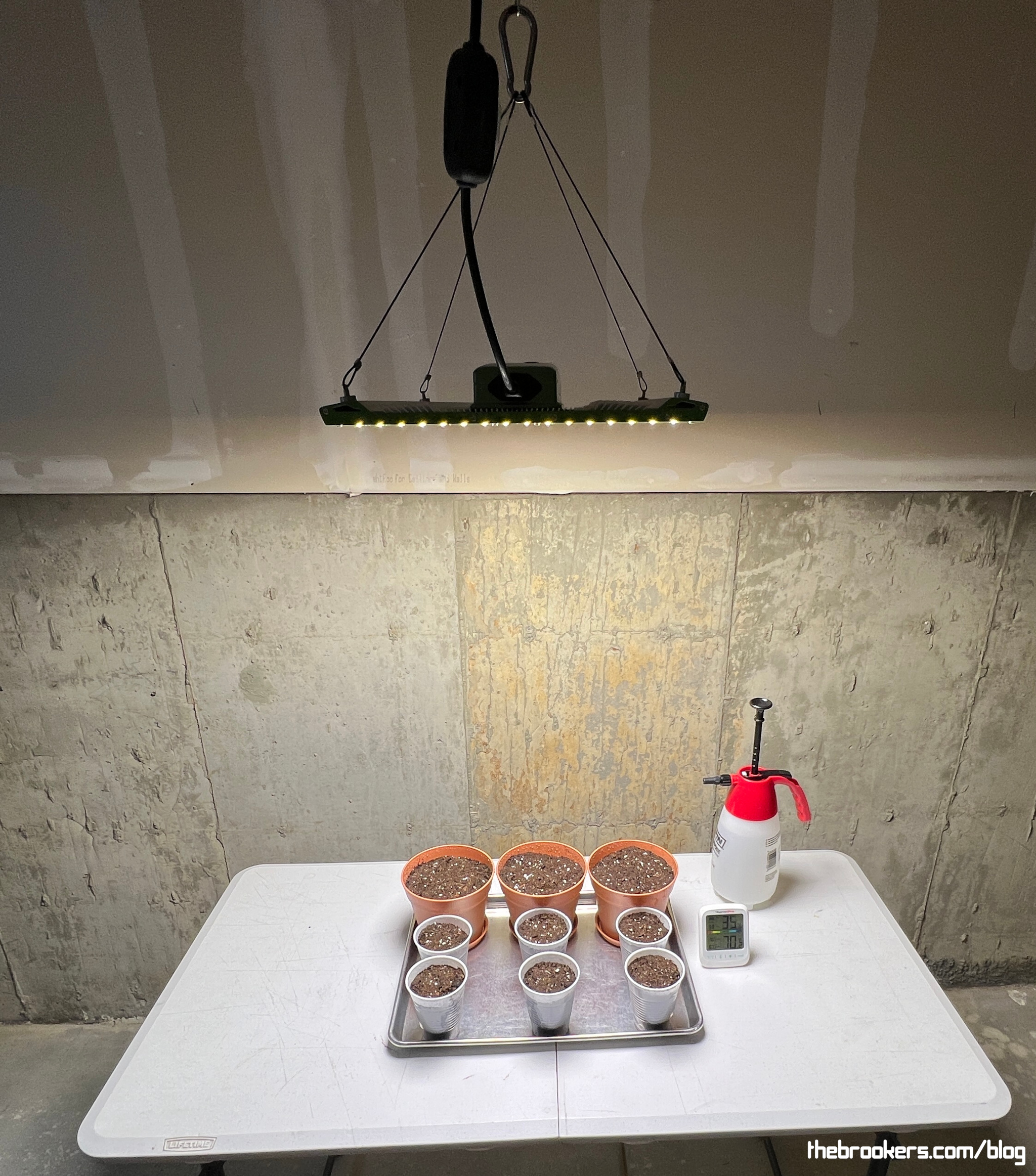 Seeds are started!