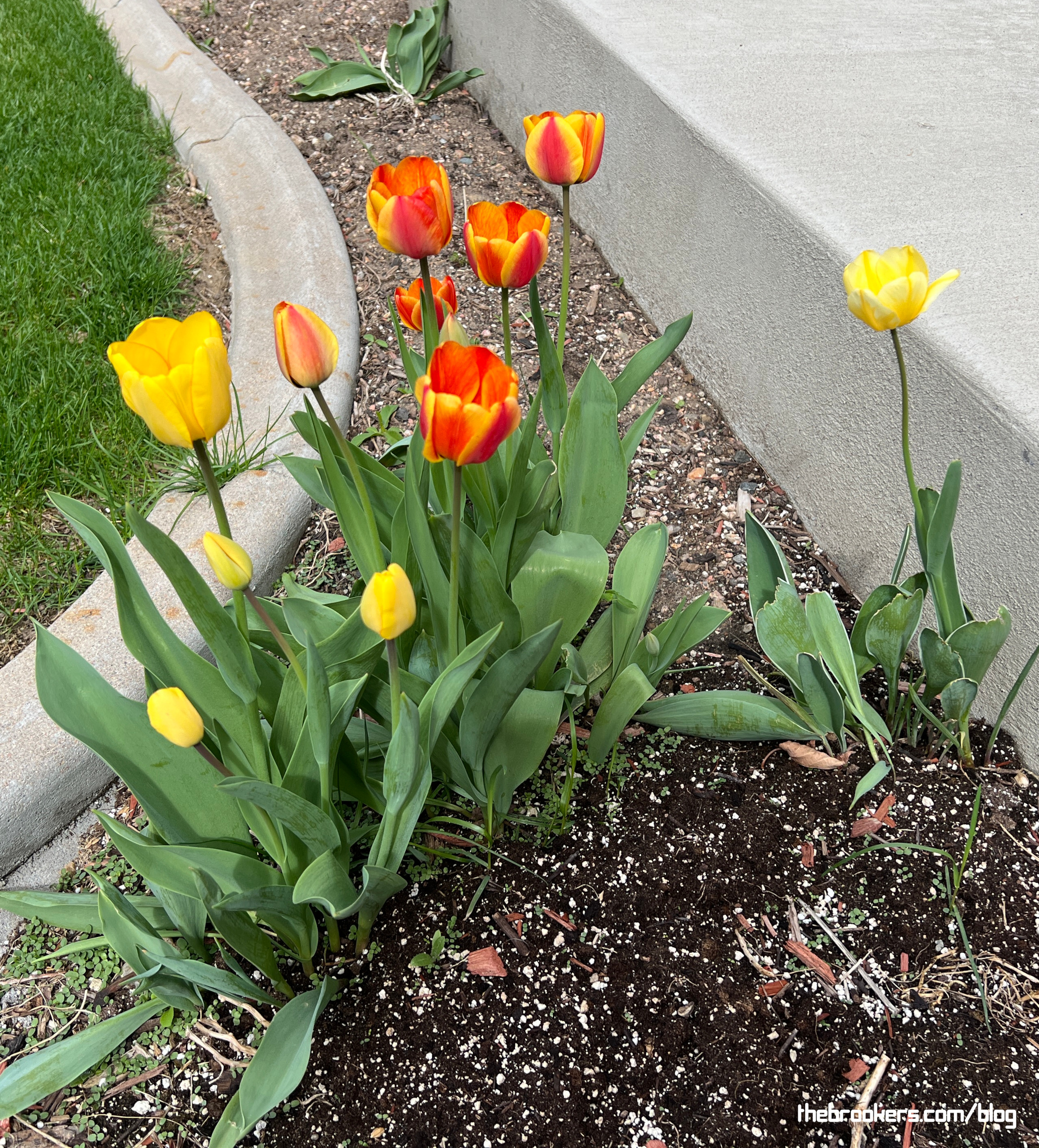 Tulips are Blooming!