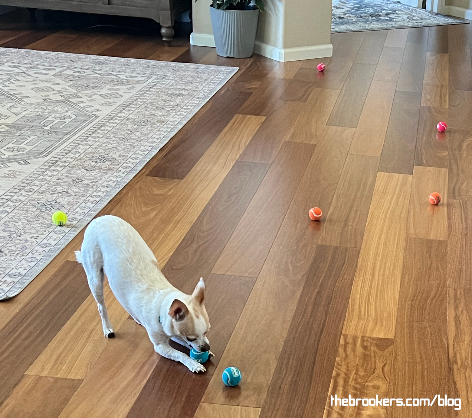 Stella & her balls