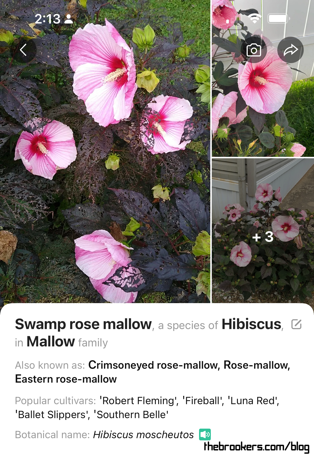 Hibiscus 2 Hibiscus
