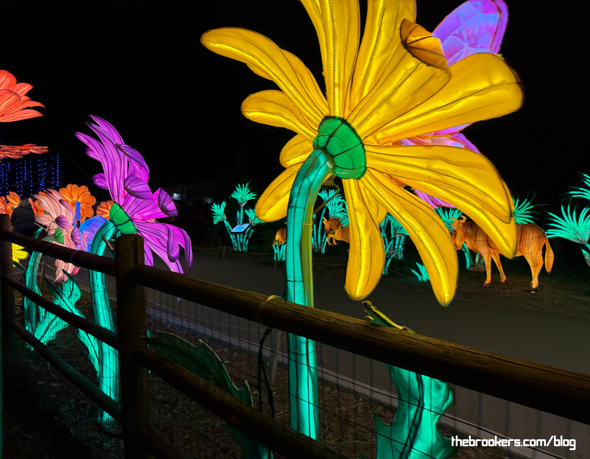 Zoo Lights 1 Zoo Lights