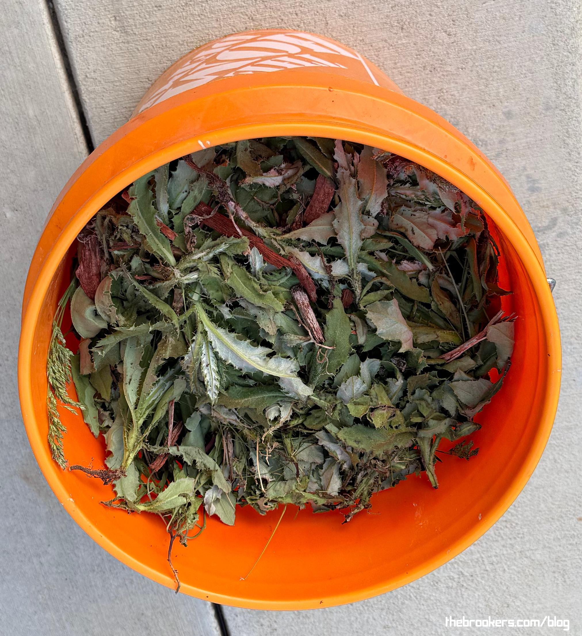 WEEDS! 4 WEEDS!
