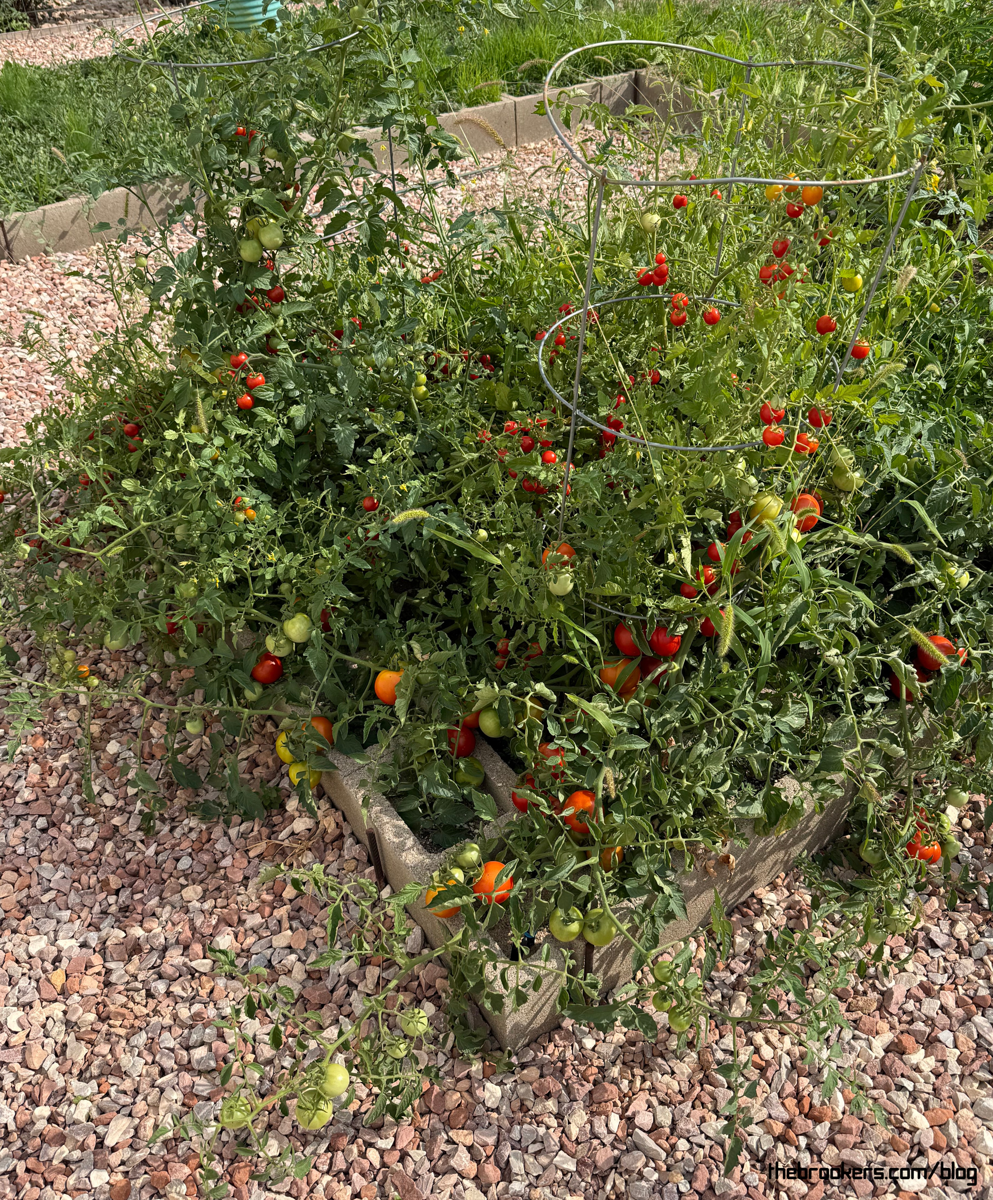 Tomatoes! 7 Tomatoes!