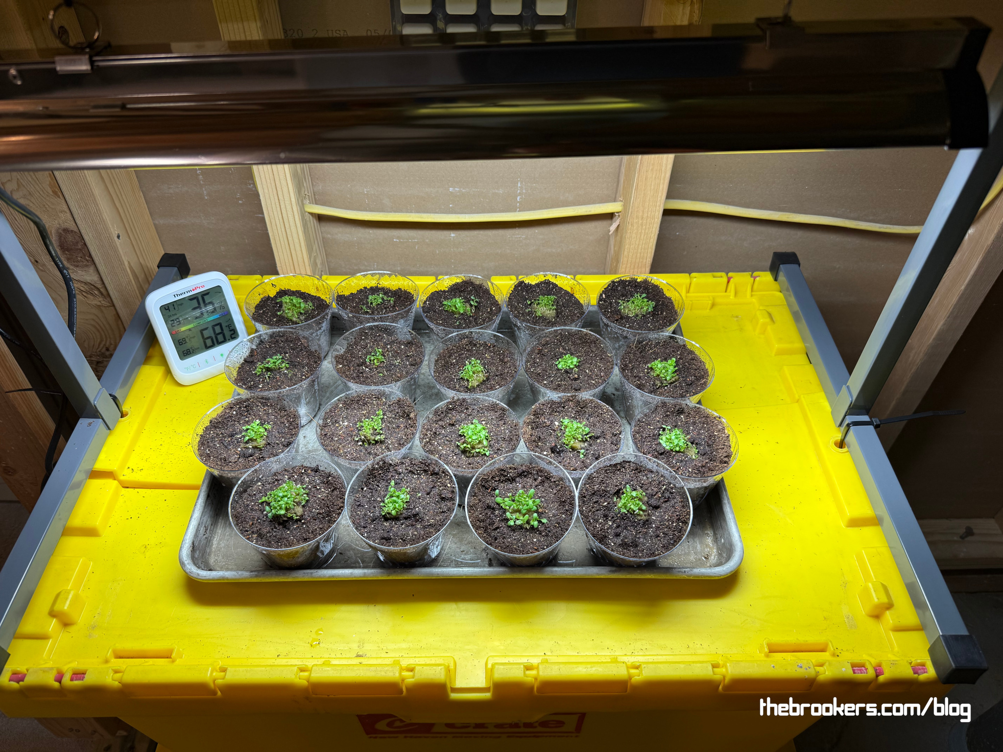 Growing well! 9 Growing well!