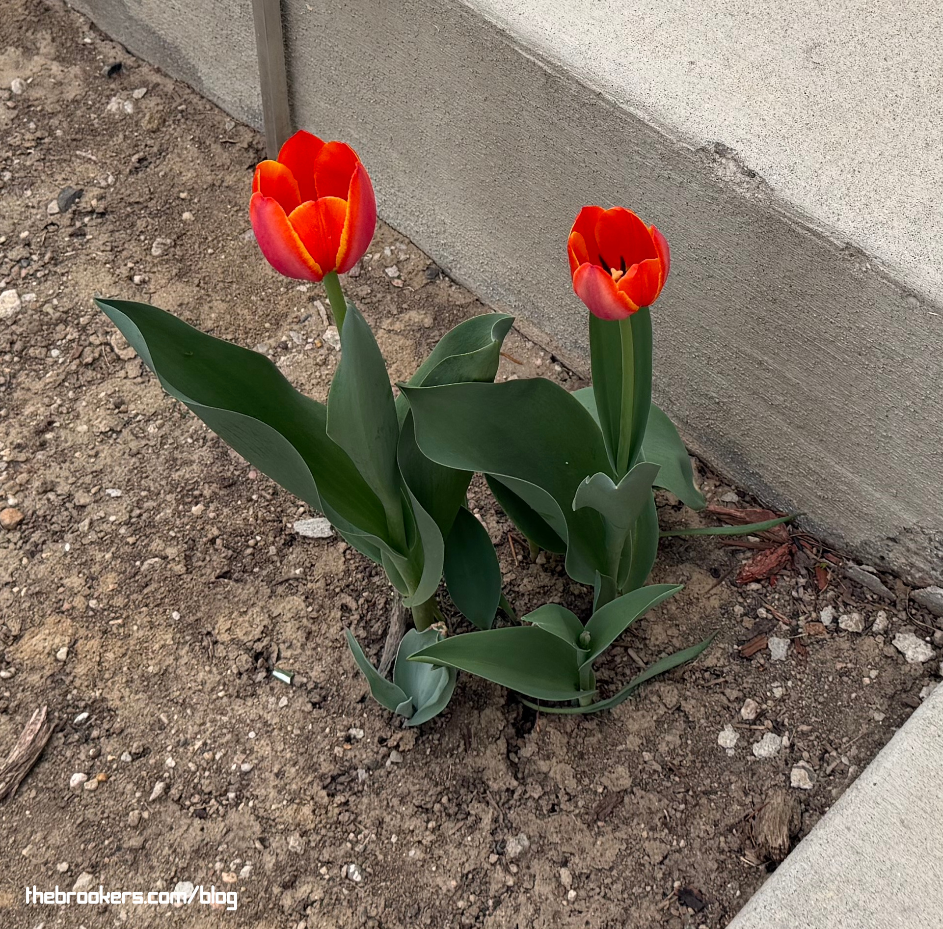 Tulips! 7 Tulips!