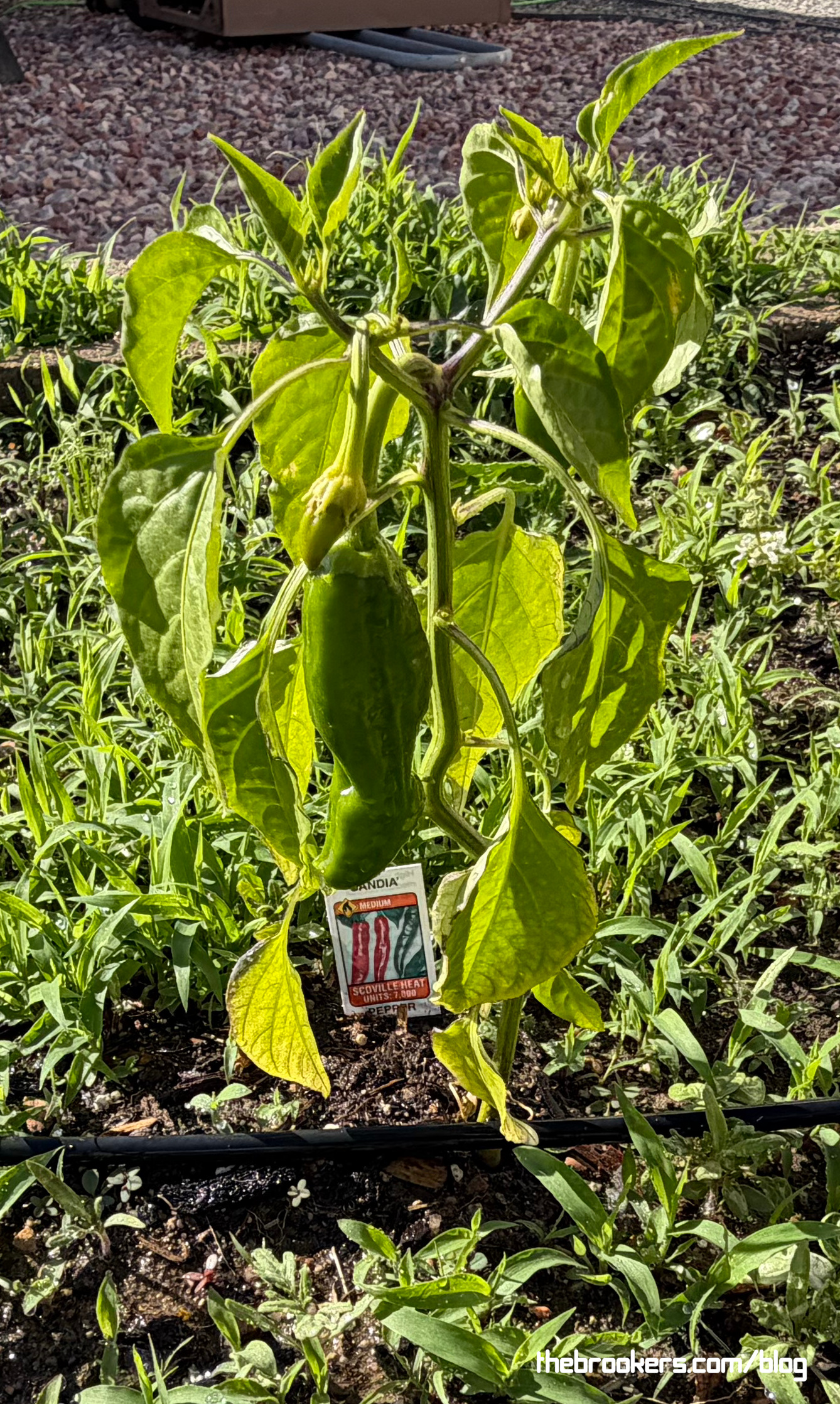 We got peppers!