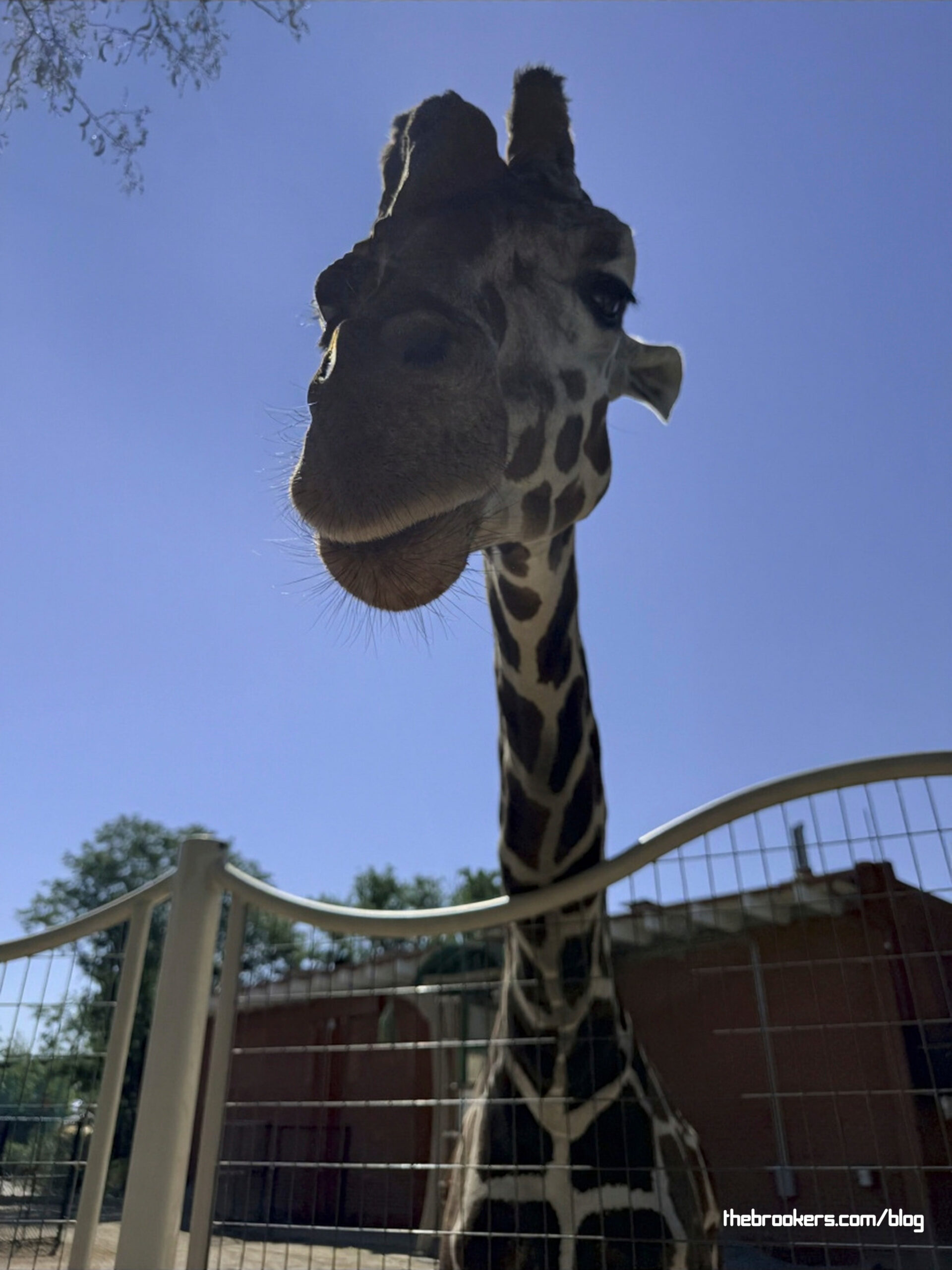 Fun at the Zoo