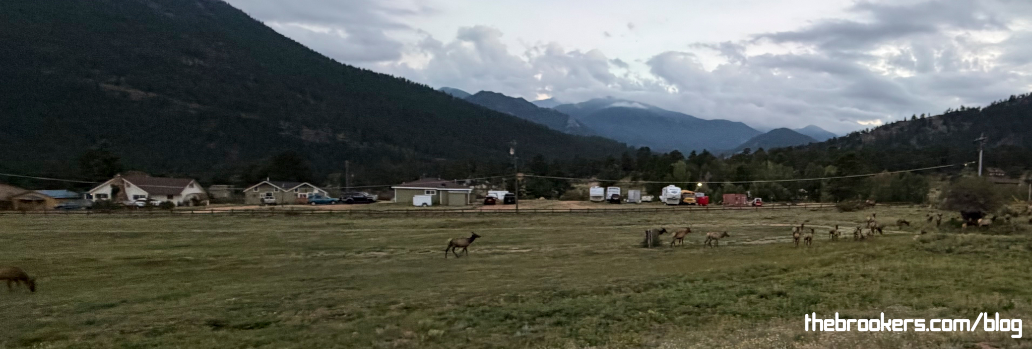 Elk 8 Elk